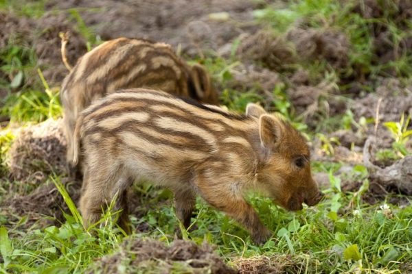 Wild boar piglets Sustainable Travel Ireland