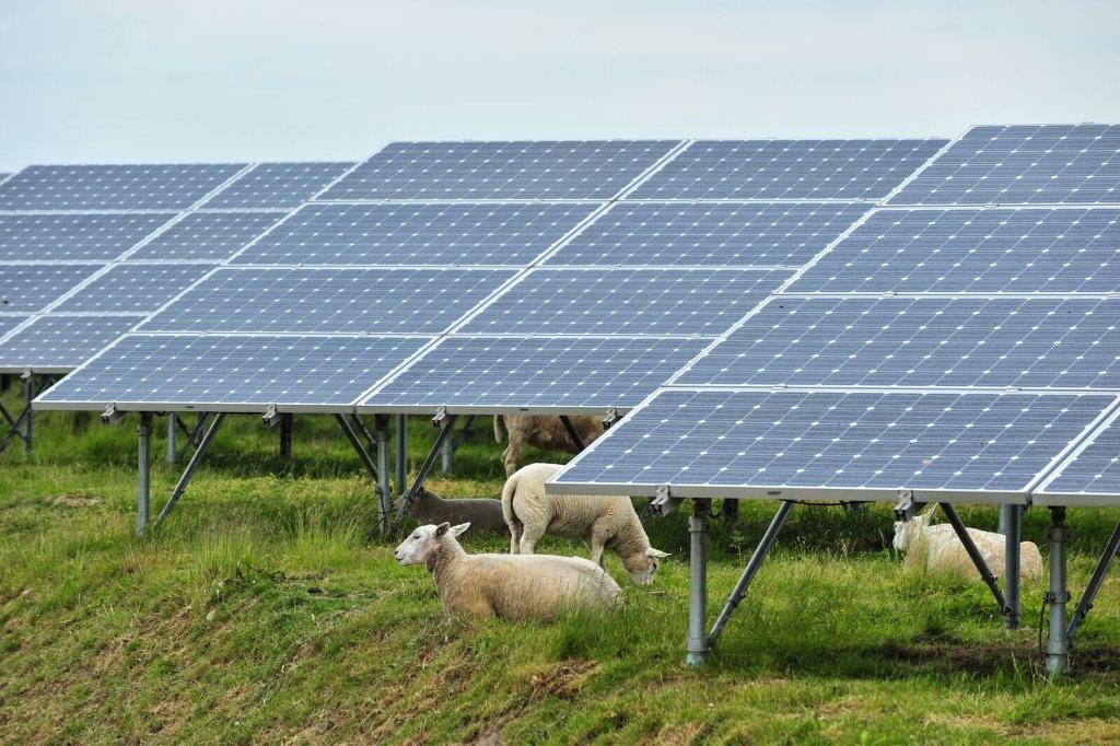 Solar energy and sheep farms