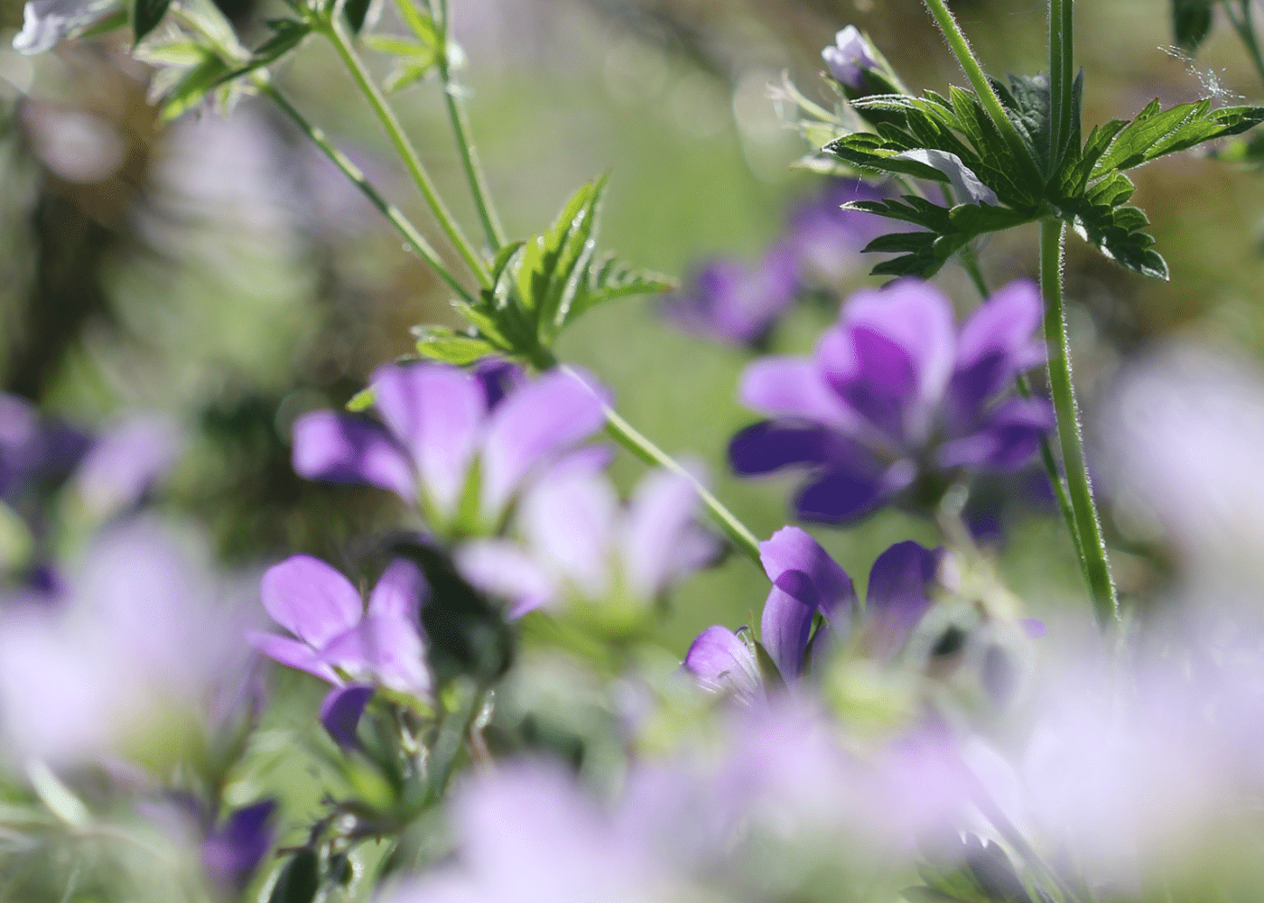 Irish organisations that support biodiversity