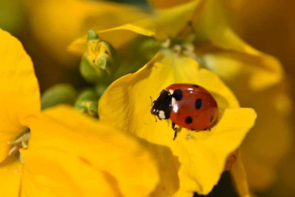 Ladybird on yellow flower. Ladybirds are one of nature’s best pest repellents.