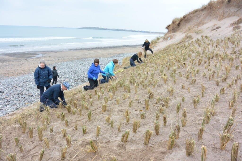 Maharees Conservation Association volunteers planting marram grass to protect the dunes.