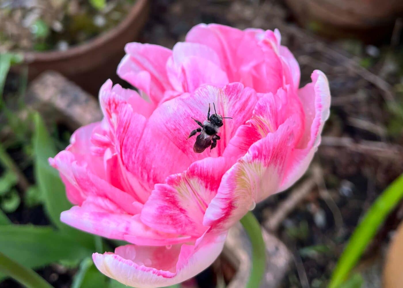 Wild Irish Bee