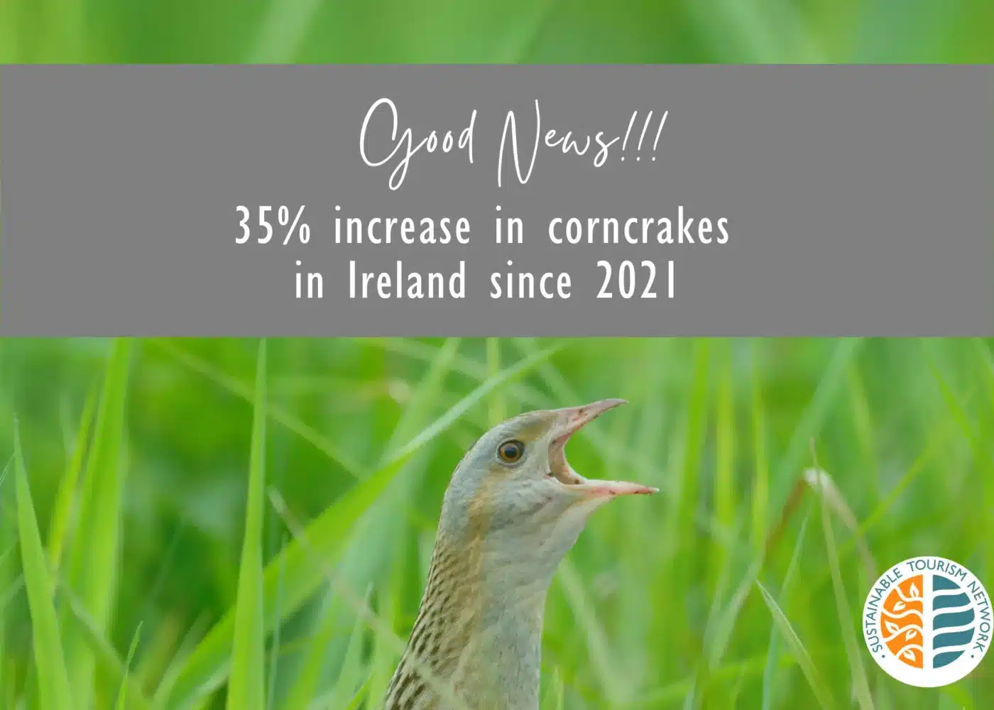 Image of a Corncrake with the text saying Good News! 35% increase in corncrakes in Ireland since 2021