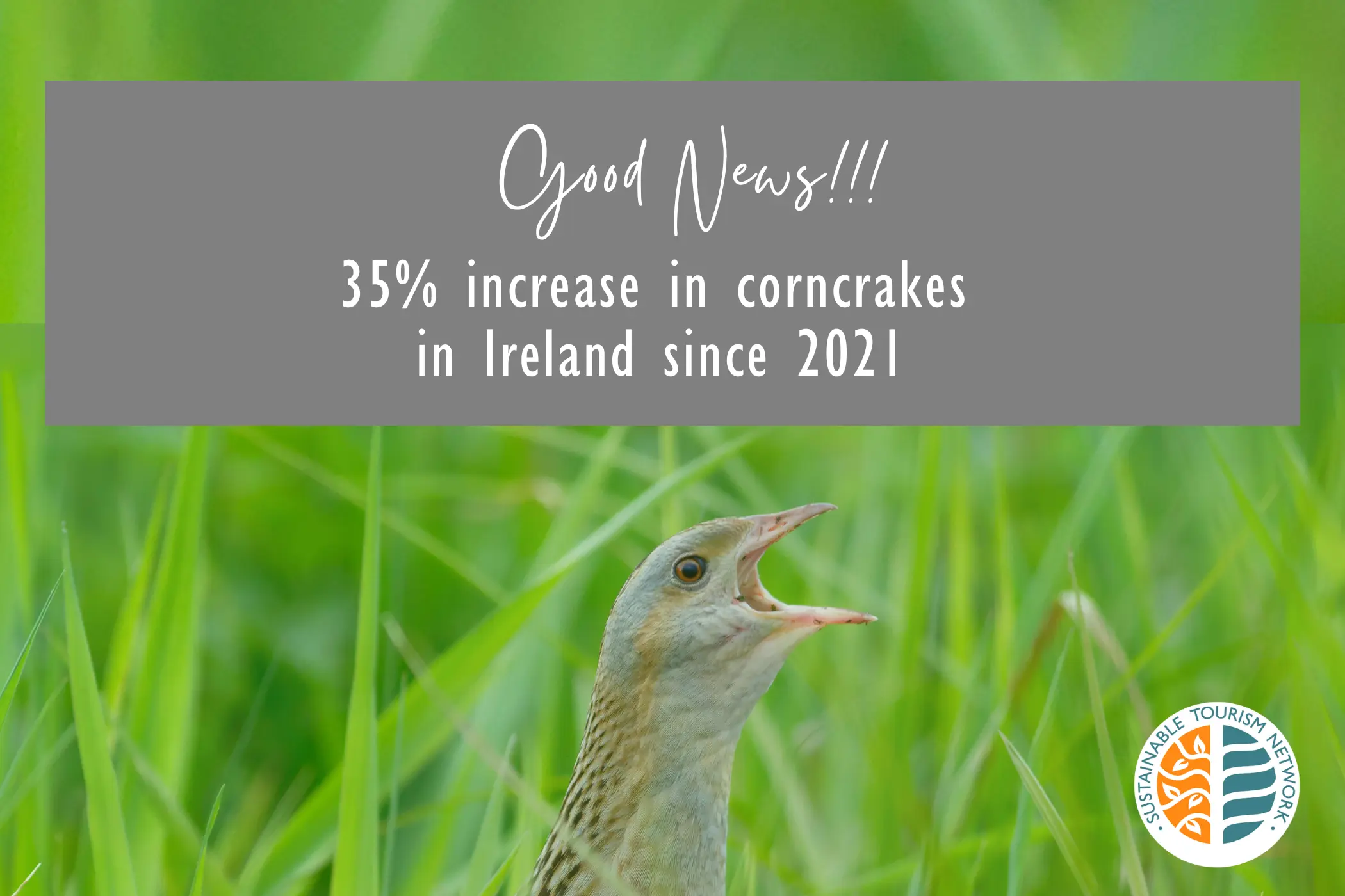 Image of a Corncrake with the text saying Good News! 35% increase in corncrakes in Ireland since 2021