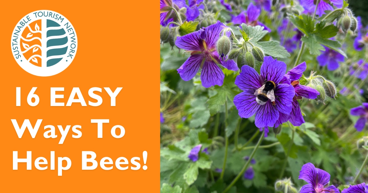 16 Easy Ways to Help Bees