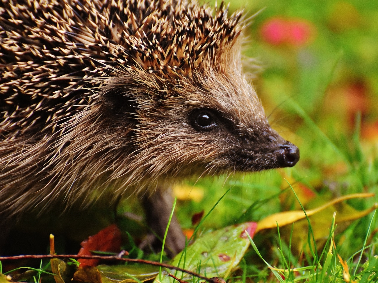 Supporting programmes in Irish landscapes and on farms that support biodiversity