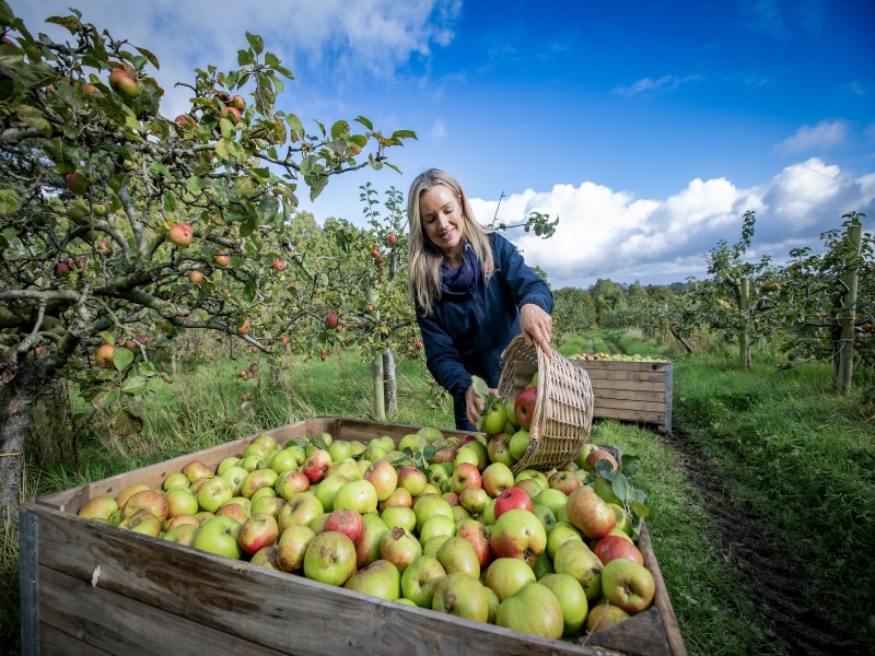 Ballinteggart House Orchard's for Armagh Cider Company