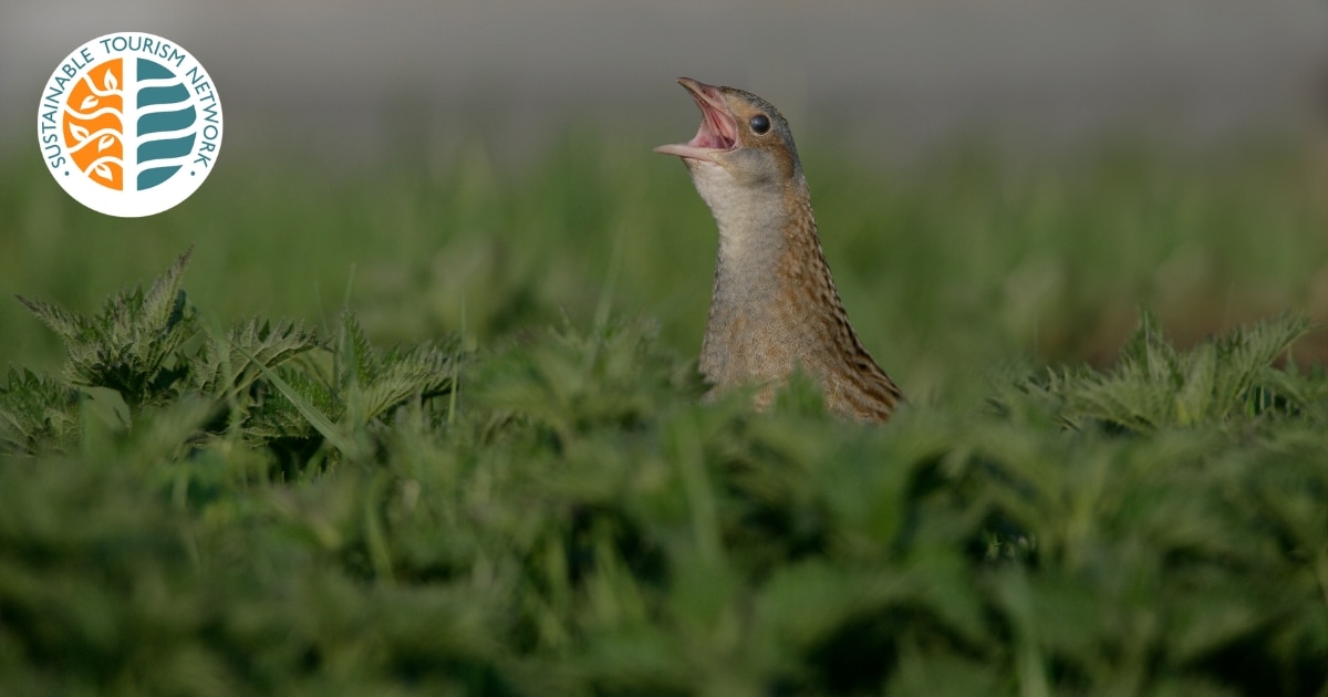 20% Increase In Threatened Corncrake Population Recorded In Ireland