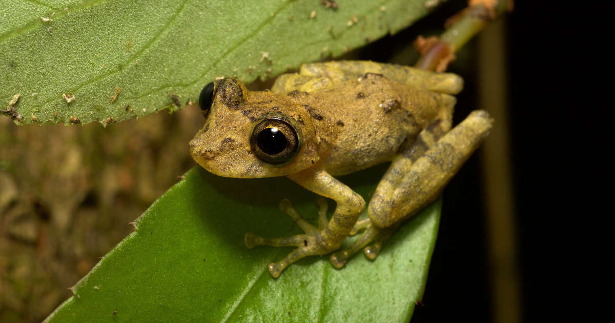 15 - 24 May 2026 | Biodiversity Week Tourism For Nature: How Ireland’s Sustainable Tourism Network Champions Biodiversity. Sustainable Tourism Network logo. Background image of a common frog on green leaves.